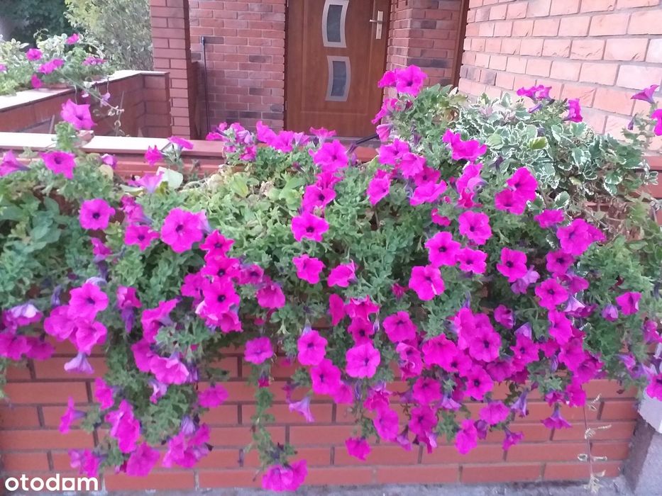 Zdjęcie 8