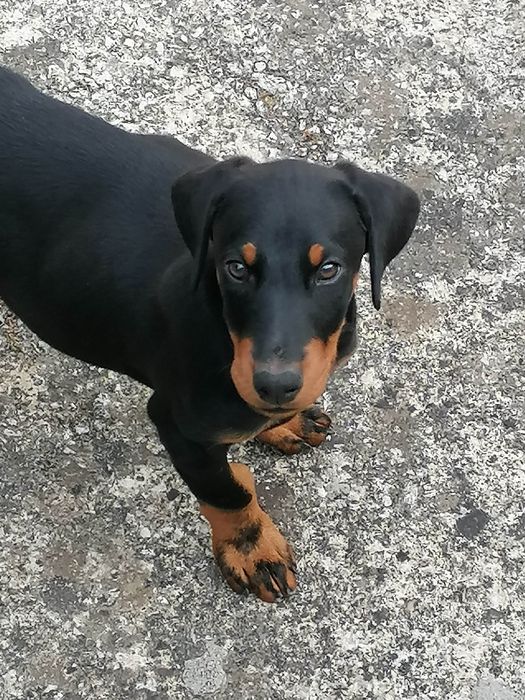 Excelente Fêmea  Doberman