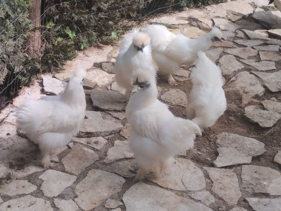 Galinhas sedosas do Japão