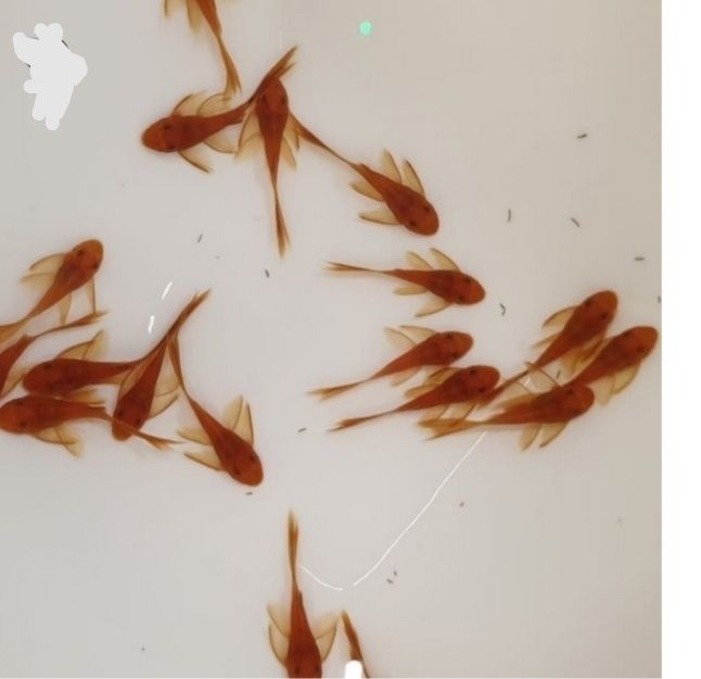 Promocja Super Red Long Fin zbrojnik czerwony ancistrus glonojad