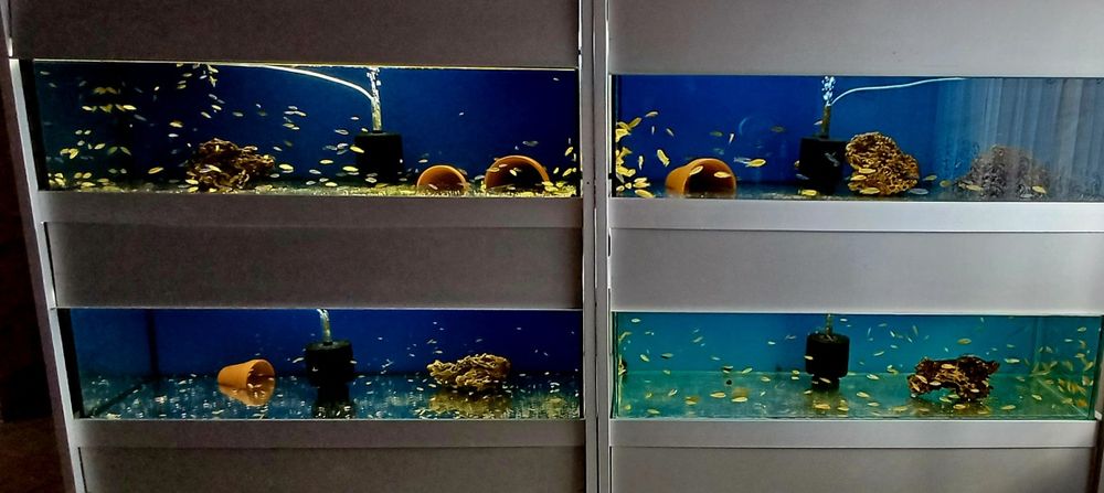 Ryby , rybki , pyszczak , pyszczaki Malawi