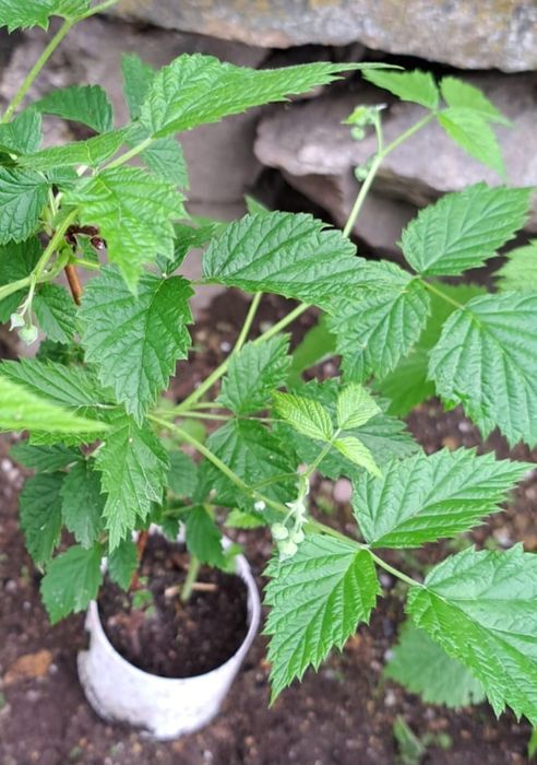 Pés framboesas vermelhas