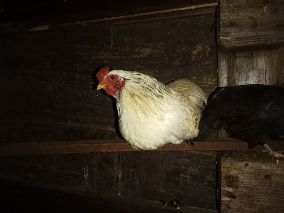 Garnizas Nagasaki e seramas