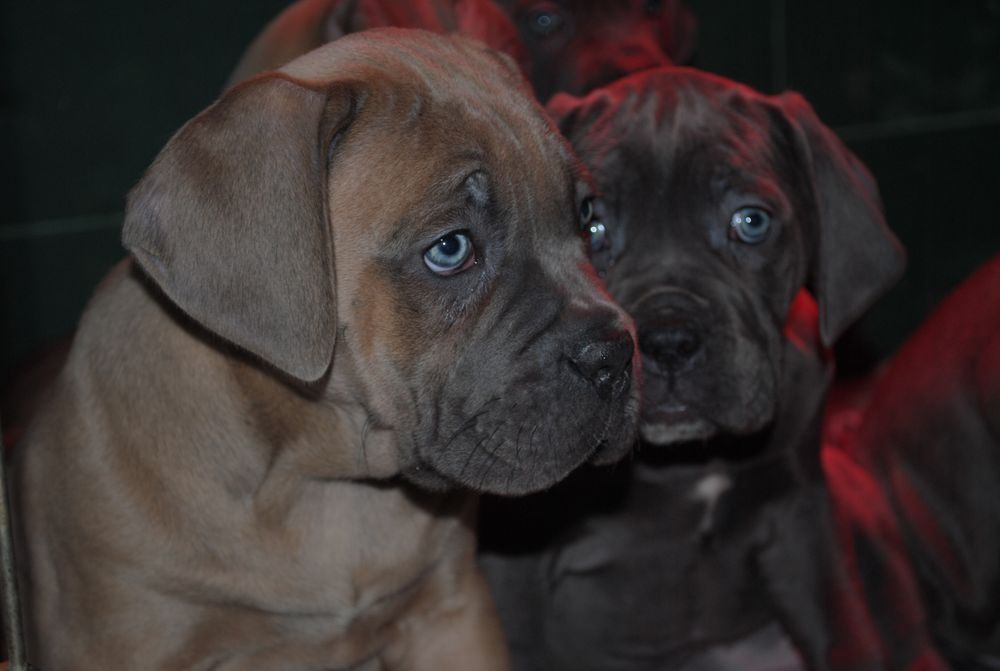 Cane Corso mocny pies
