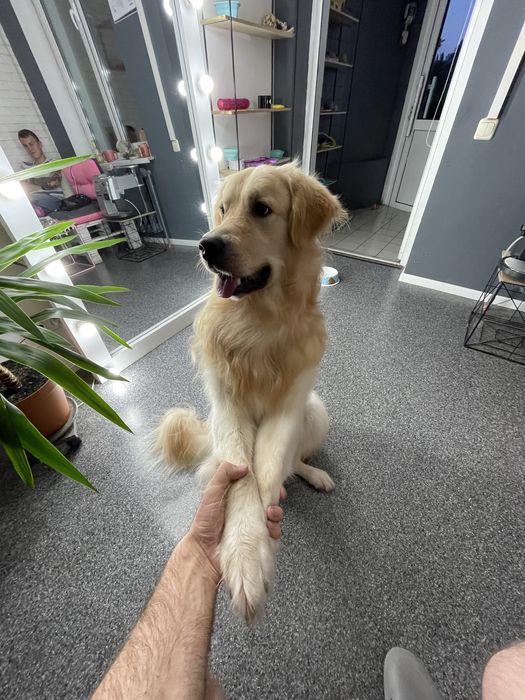 Максимально ефективна Експрес-линька для великих собак | Київ,Лівобере