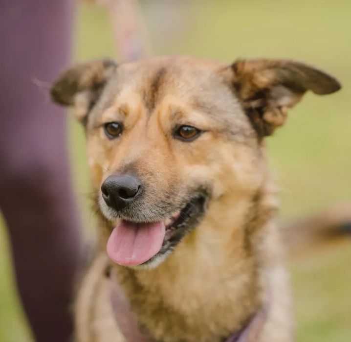 Cadelinha jovem para adoção responsável