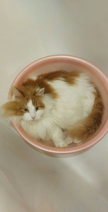 Отдам пушистого рыже-белого кота, кастрирован, привит, 1,5 года