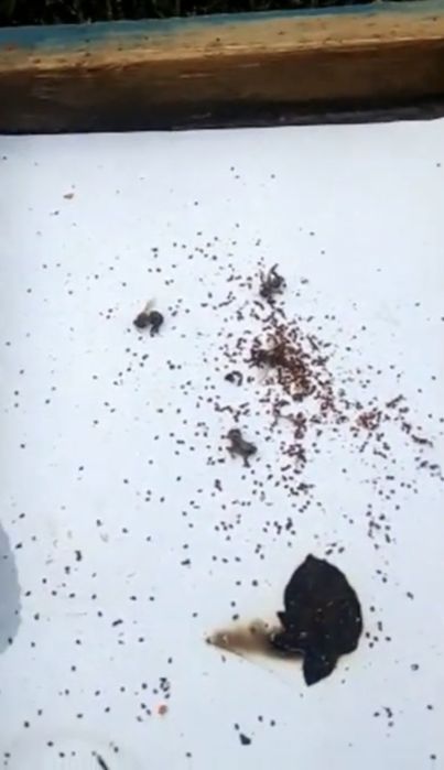 Смужки проти кліща Varroa destructor димові | обробка бджіл | варроа