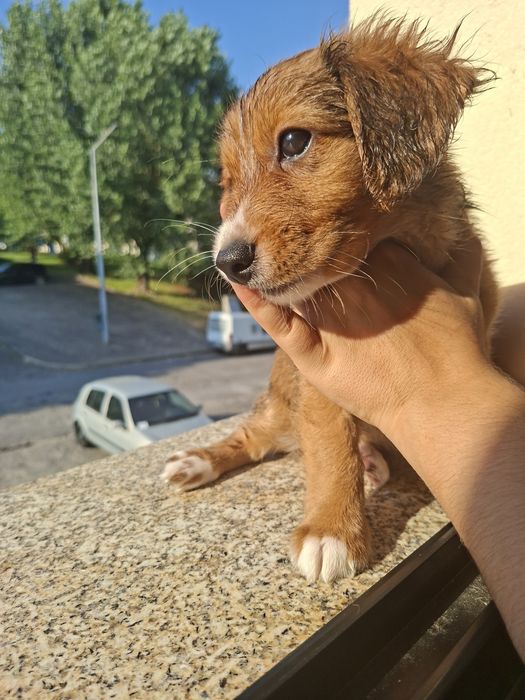 Duas manas bebés e lindas à procura de um lar definitivo!