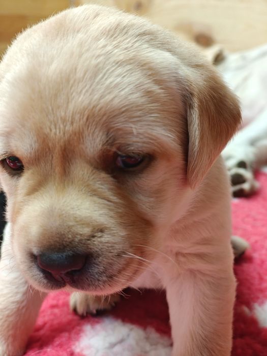 Labrador Retriever Piesek FCI