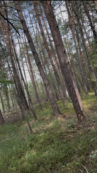 Sprzedam las 1/32 udzialu - Widok 3