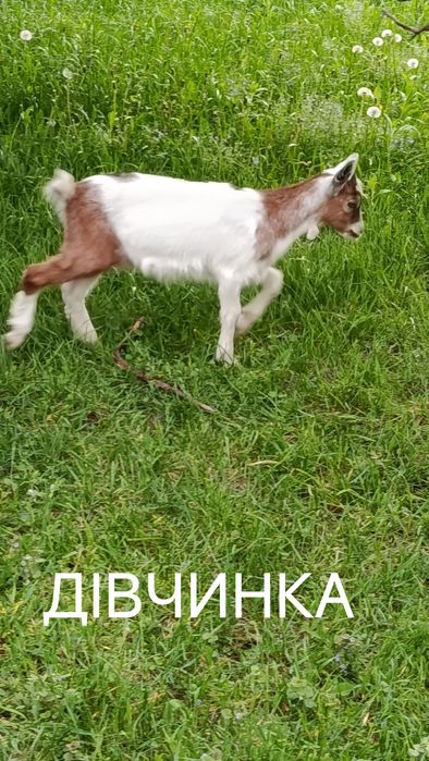 Продам  Козенята
