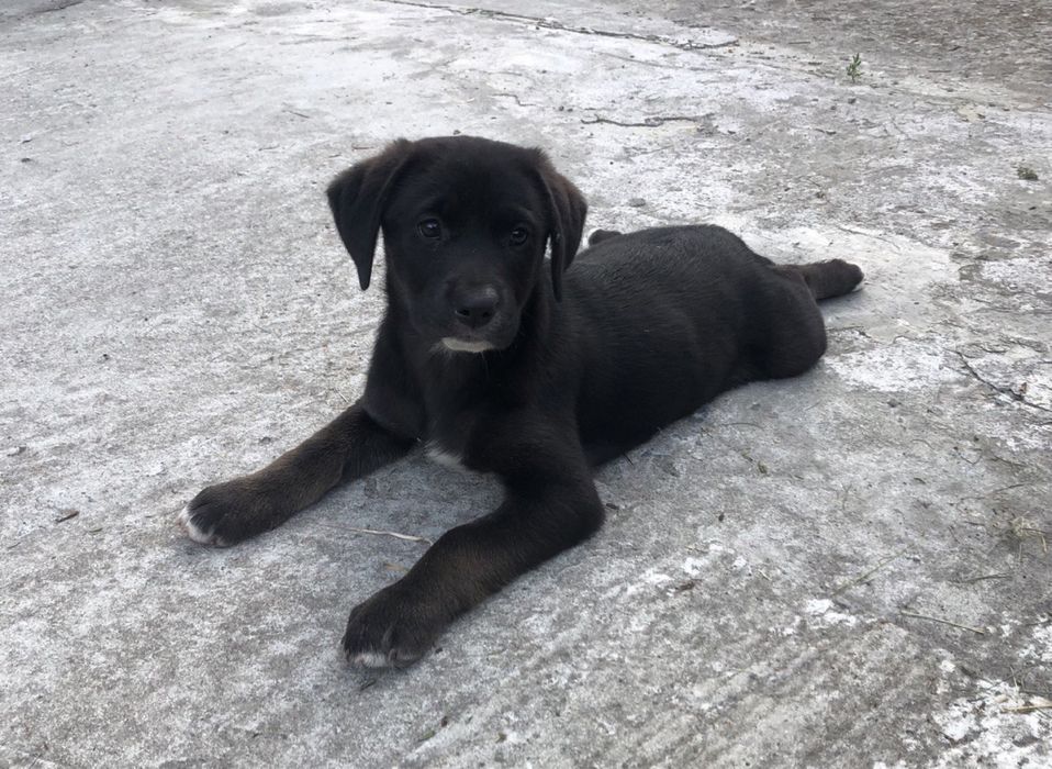 Відам в добрі руки, красивих дівчаток