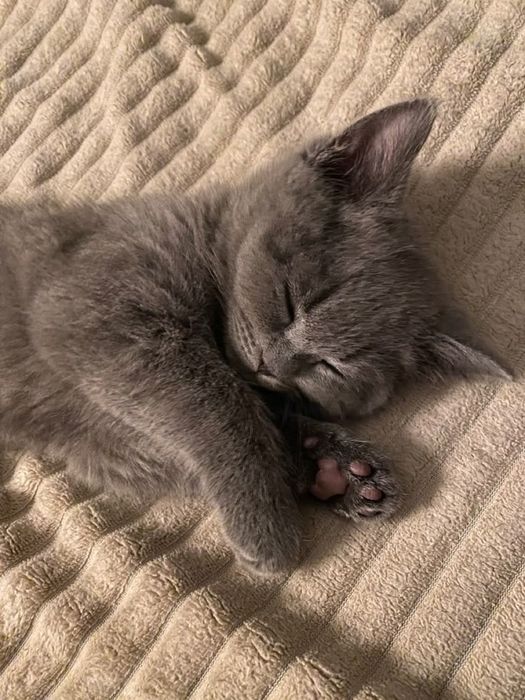 котик котёнок котёночек мальчик дымчатый серый гладкошерстный