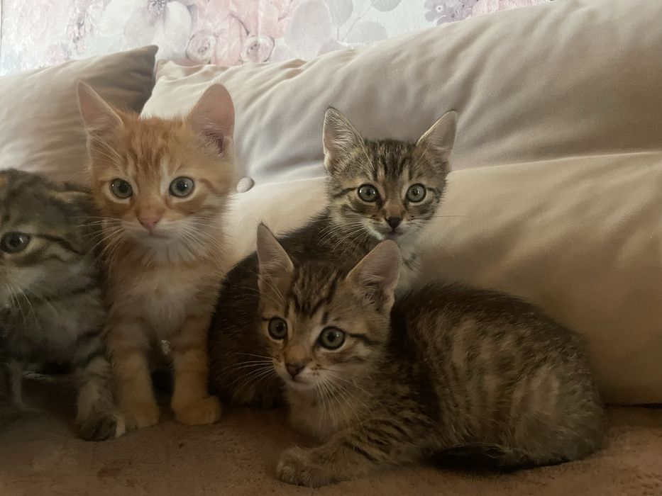 Mam do rozdania kotki za darmo oddam w dobre rece