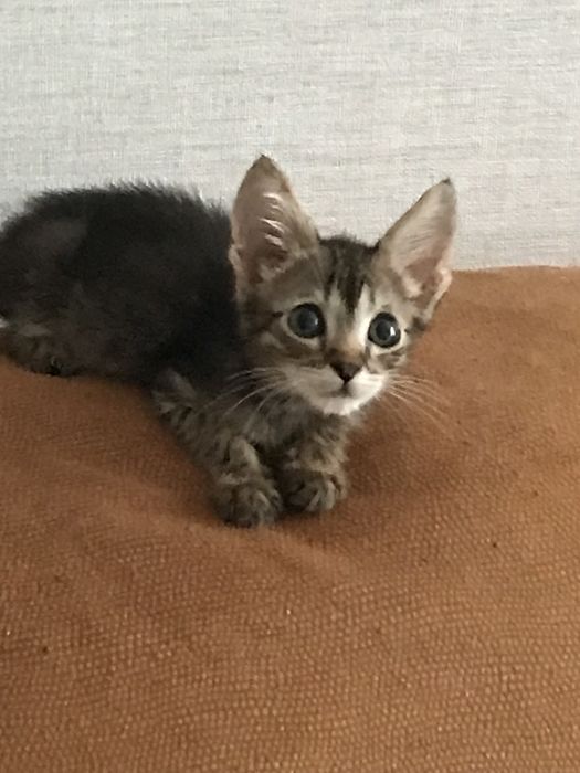 Котенок в добрые руки
