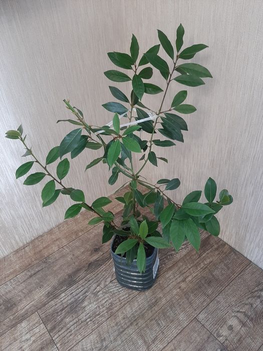 Лавр домашній вирощений із гілочки