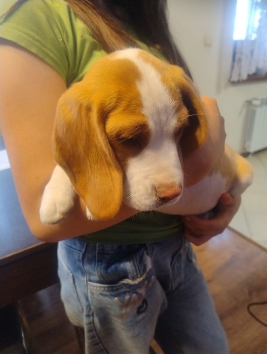Sprzedam pieska Beagle Bicolor z rodowodem.