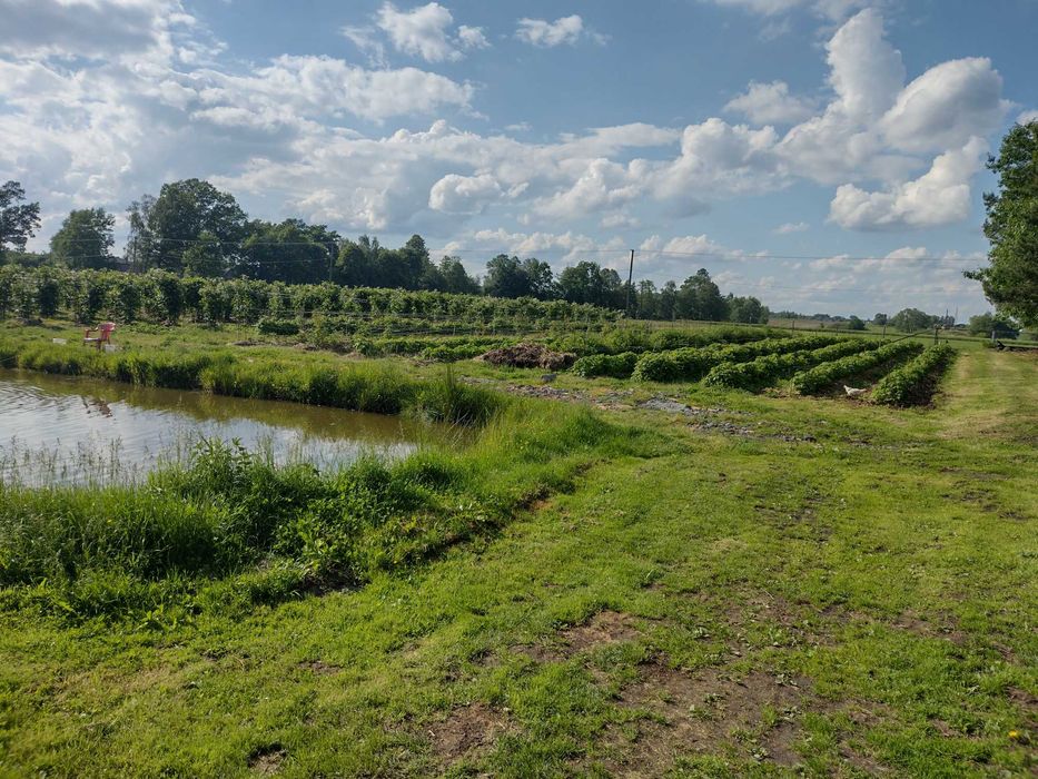 Domowe soki z jeżyn i malin