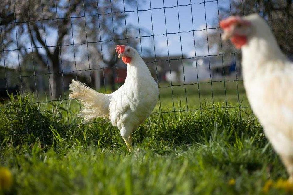 Kurki nioski Tetra brązowa na jajko