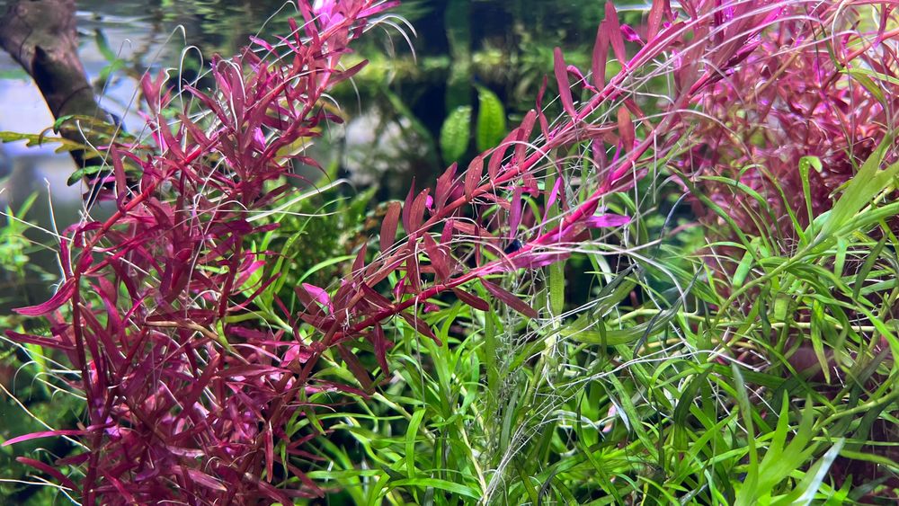 Rośliny akwariowe z przycinki