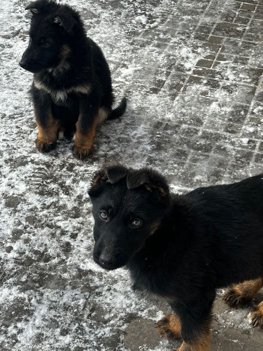 Німецька вівчарка