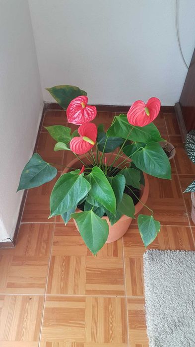 Plantas lindas com anos.oprtunidade