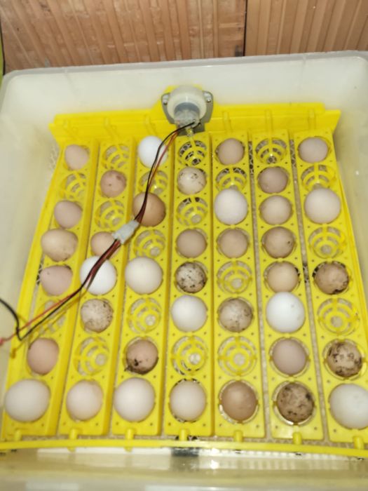 Sprzedam poidła dla kurcząt i drobiu, pojemności 30 litrów zakręcane l