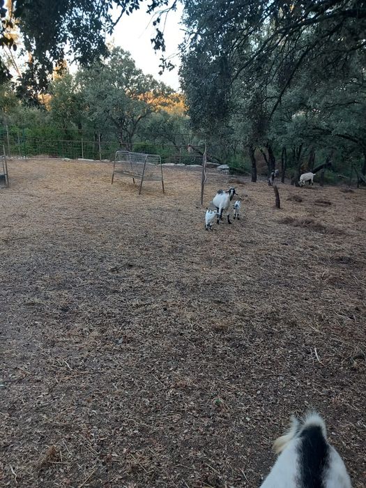 Vendo animais de quinta ovelhas ou cabras