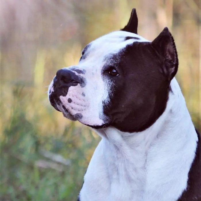 amstaff FCI po championach
