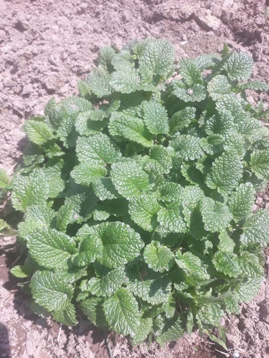 Меліса лимонник..