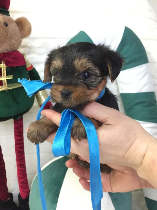 VIP Йорки — Ніжна шерсть, велике серце