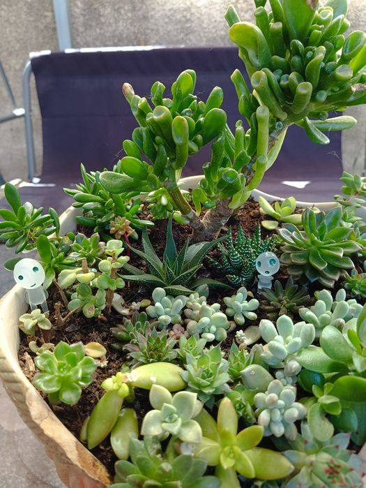 5 Fantasmas brilham no escuro,plantas, suculentas, orquídeas decoração