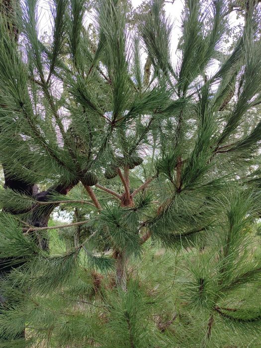 Enxertia de Pinheiro Manso