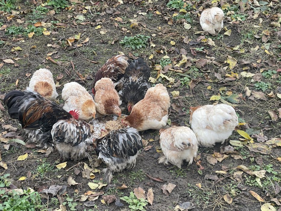 Продам карликові кохінхіни