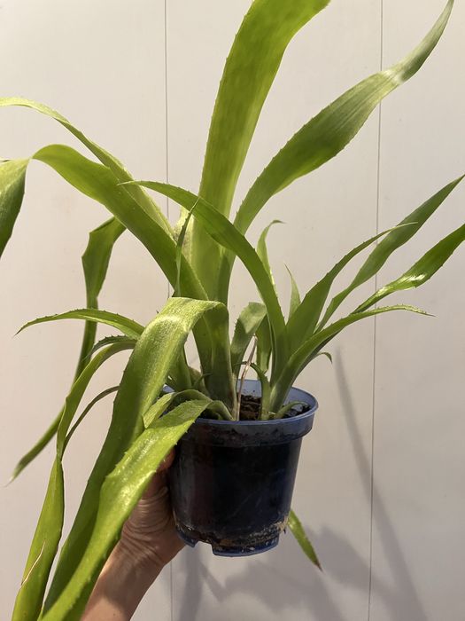 Бильбергия ( розовая)