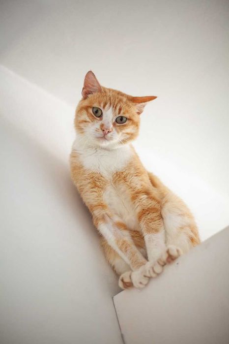 Віддам у добрі руки