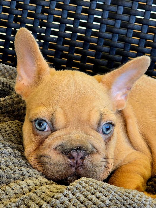 Bulldog francês Macho , olhos Brilhantes