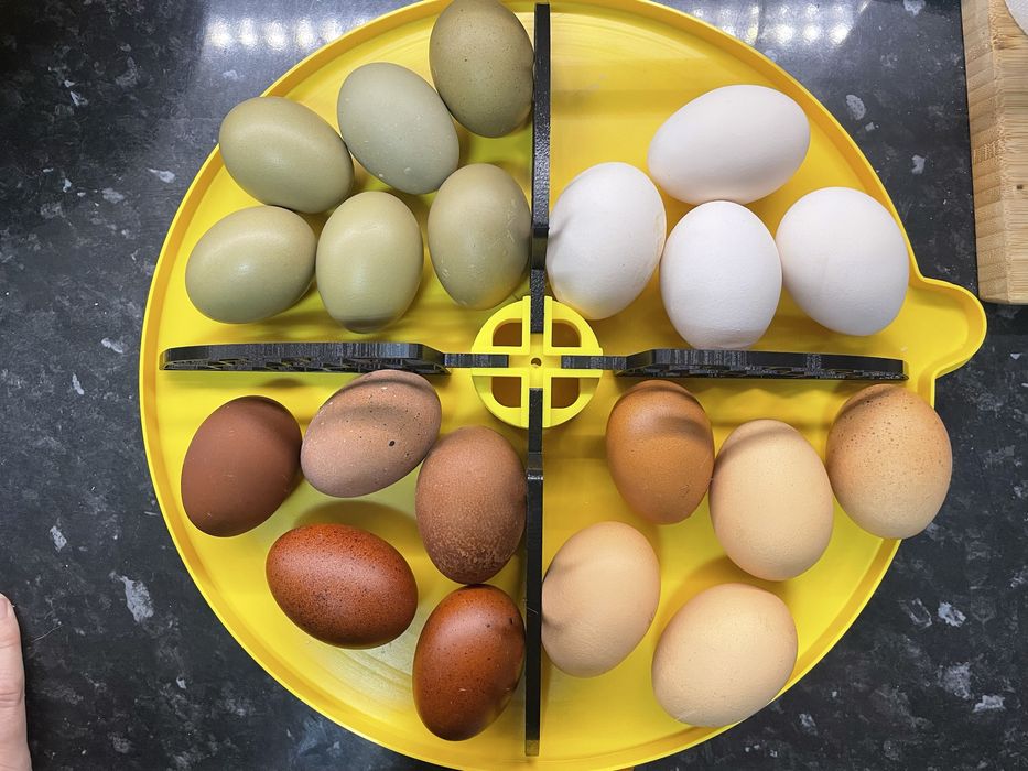 Divisoria brinsea 24