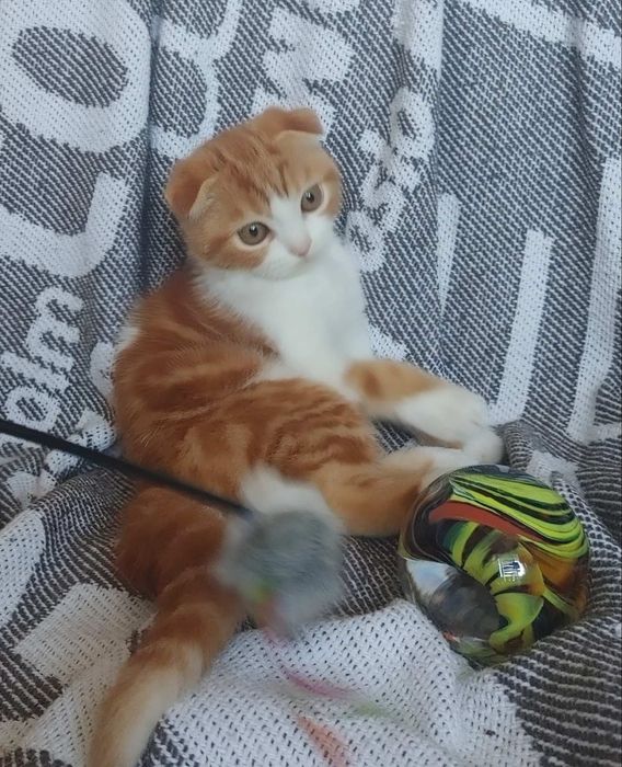 Ярче апельсина) Милый яркий мальчик скоттиш фолд D2203. Киев