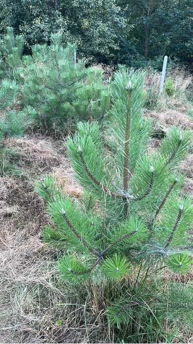 Sprzedam sosnę czarną, jodłę koreańską .