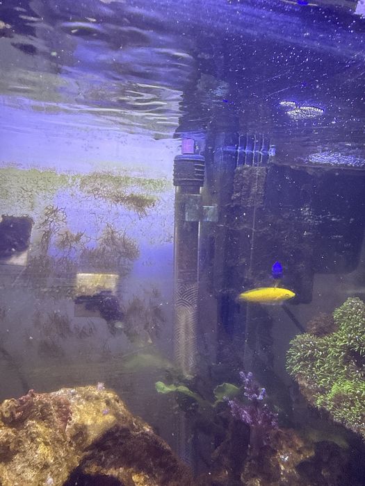 Vendo aquario marinho uegente