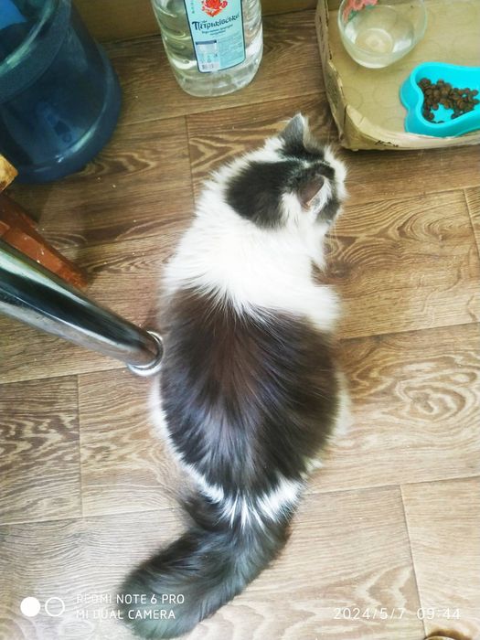 Животные бесплатно.