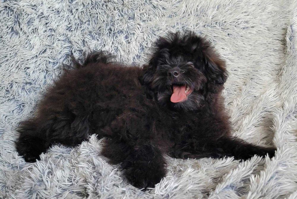 Teddy неймовірно імпозантний плюшка ПомаПу (PomaPoo) зі столиці
