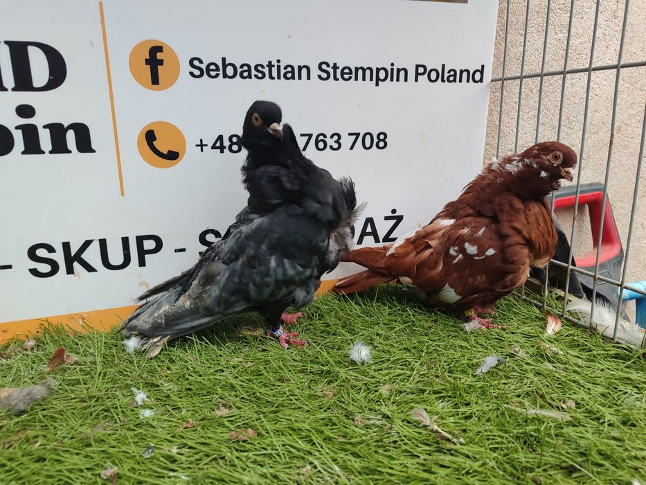 Gołębie. Mewki chińskie. Mewka.  Możliwy transport