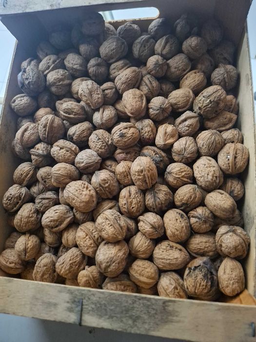 Nozes biologicas com casca