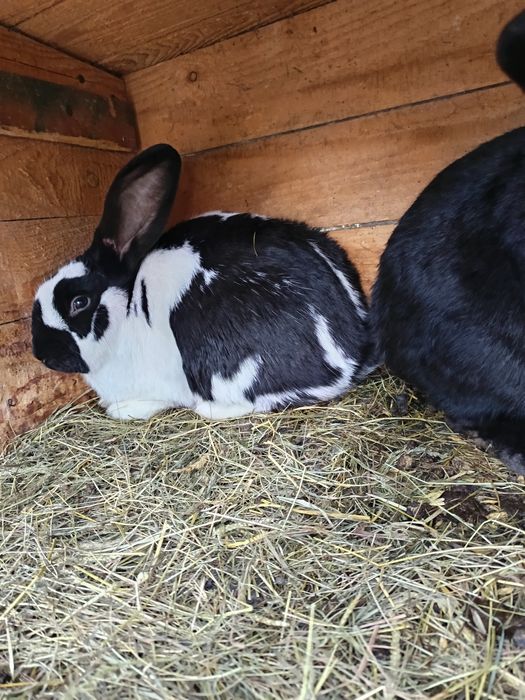 Samiec srokacz niemiecki