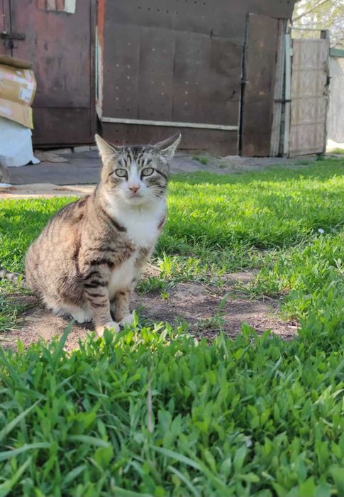 Отдам кошку лесного окраса, 5 лет, стерилизована