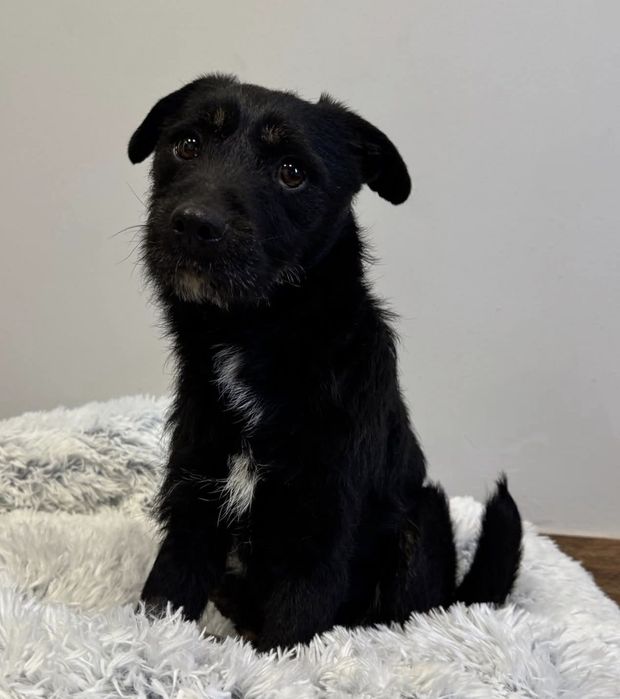 Śliczny grzeczny roczny Frutek do adopcji