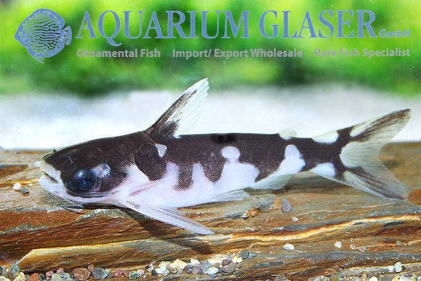 Centromochlus orca wild